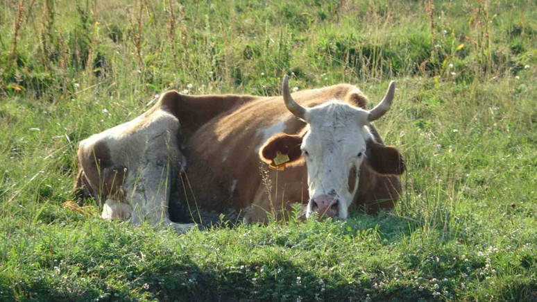 Ardahan’da şap hastalığı yayılıyor!