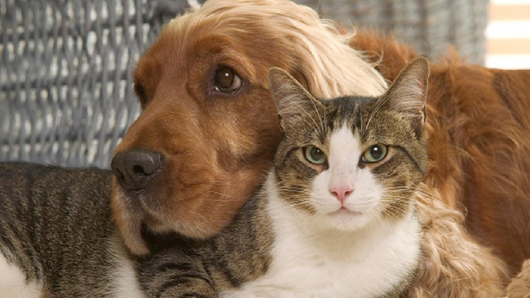 Kedi ya da köpek tüyü ölüme neden olur mu? Uzmanlar açıkladı