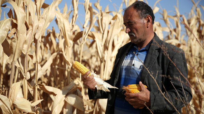 Üreticiler mısır taban fiyatını yetersiz buldu