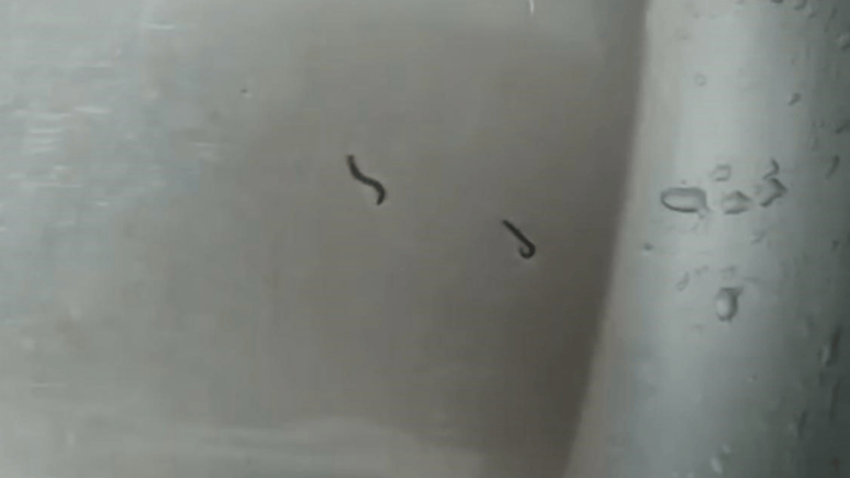 Tekirdağ'da şok eden görüntü: İçme suyu şebekesinden kurtlar çıktı!