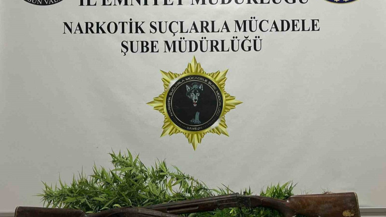 Bafra’da 33 kök Hint keneviri ele geçirildi