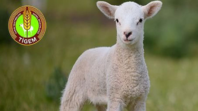 TİGEM, 3 bin 320 küçükbaş hayvanı satışa çıkaracak