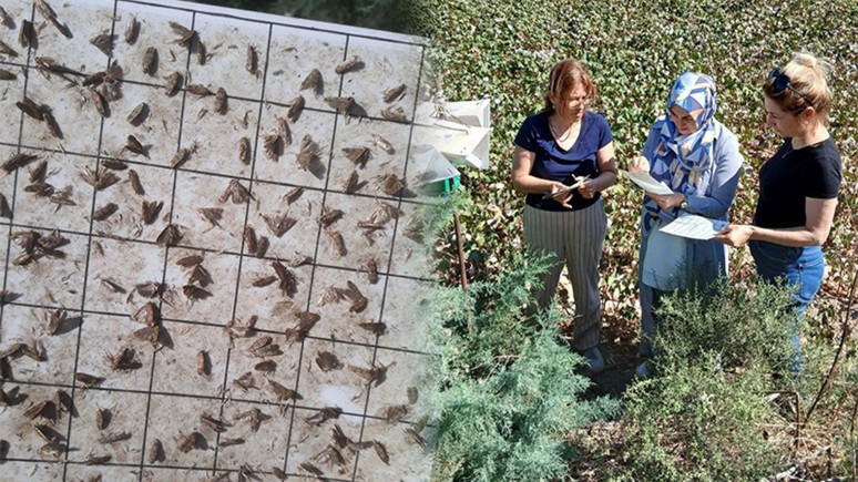 Aydın'ın Söke ilçesinde tarım yapanlara uyarı geldi