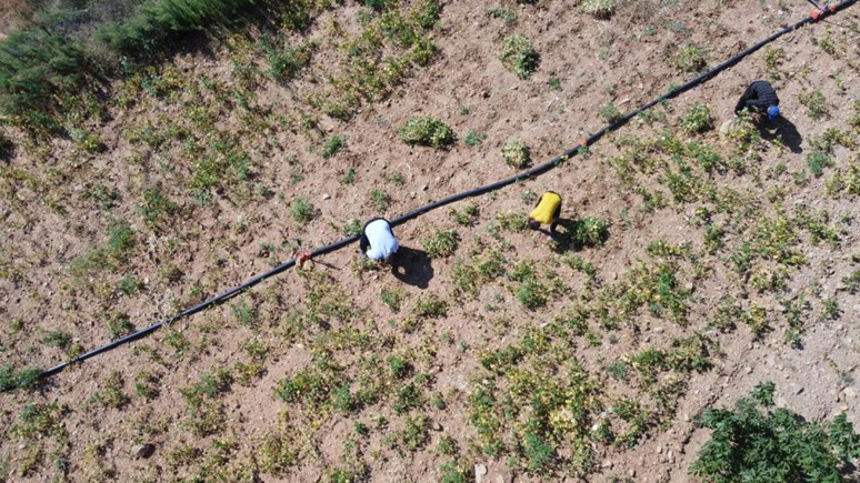 Adana'da hasadına başlandı! Kapış kapış satılıyor