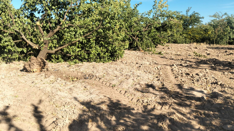 Malatya'da kayısı ağacı katliamı! 2 bin ağaç bir gecede söküldü, arazi mezarlığa çevrildi