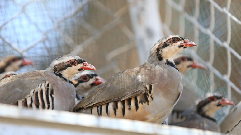 Doğada keneye karşı mücadele ediyorlar! Görev başındaki toplam keklik ve sülün sayısı açıklandı