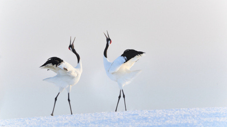Çin Sanatını Şekillendiren Doğal Miras