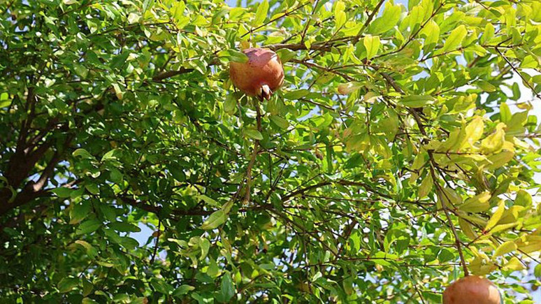 Adana Kozan'da hasat başladı! 70-80 TL'den satılıyor