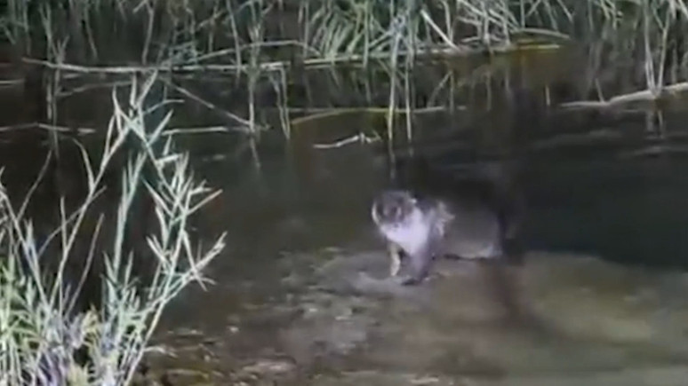 Fırat Nehri'nde kaydedildi: Görenler inanamadı!