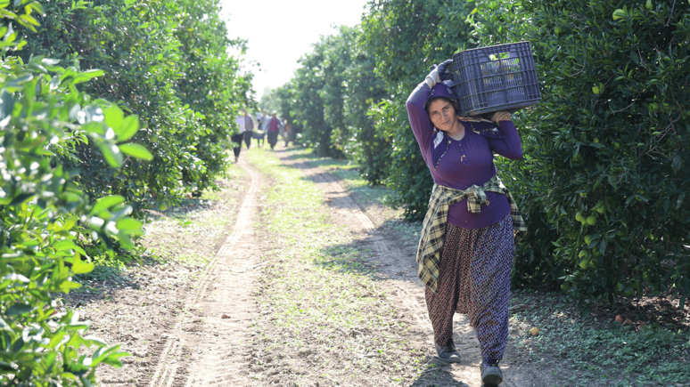 En ucuz meyve: 8 TL'ye kadar düştü!