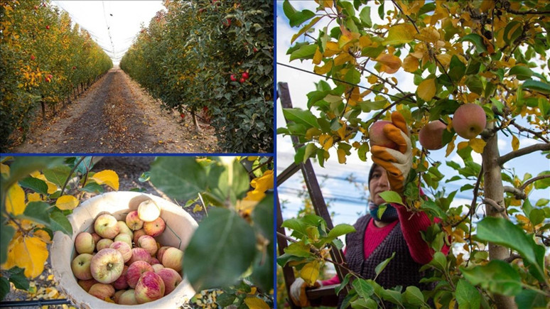 Yalnızca Karaman'da yetişiyor! Hasat başladı