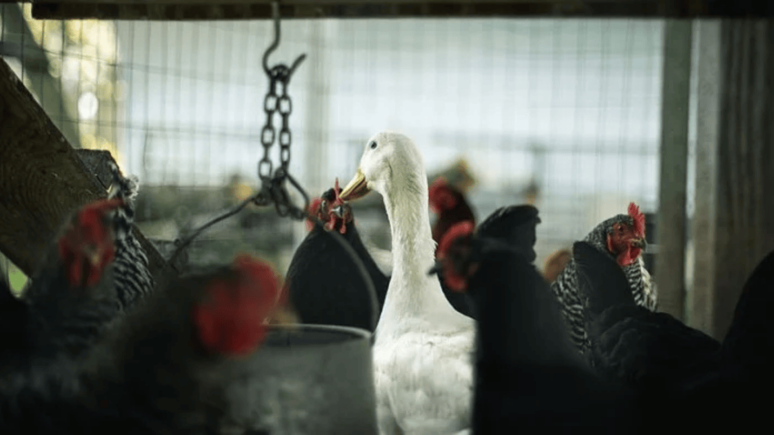 Kuş gribi alarmı: 400 binden fazla hayvan itlaf edildi