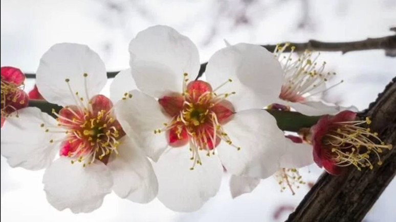 Soğuk havalarda çiçekleriniz solmasın! Uzman isim uyardı