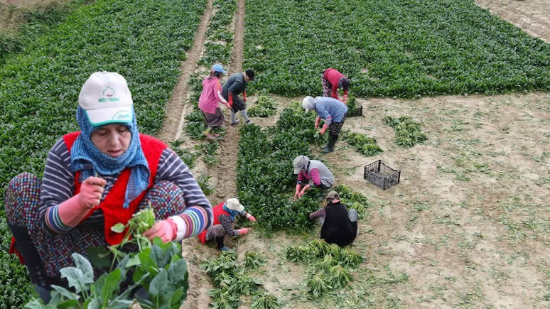 İzmir Menemen'de üretiliyor: Tarlada 6, pazarda 40 TL