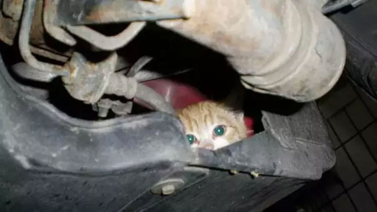 Kaputa vurmadan aracınızı çalıştırmayın! İşte nedeni