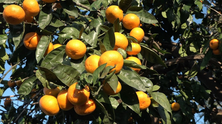 Rize'de hasadı başladı: Kilogramı 35 TL