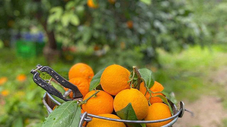 Balıkesir Havran'da özel mikroklima koşullarında üretiliyor!