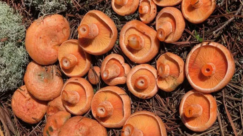 Mantar toplayanlar dikkat! Uzman isimden kritik uyarı