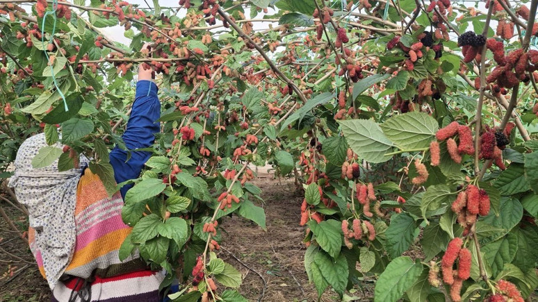 Mersin Silifke'de hasat başladı! Yüzde 70'i ihraç ediliyor