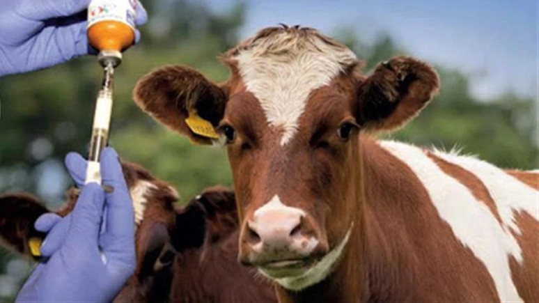 Şapla mücadelede sıkı tedbir şart