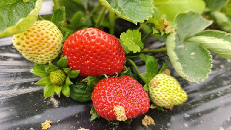 Manisa’nın Köprübaşı ilçesinde üretiliyor! 200 TL’den alıcı buluyor