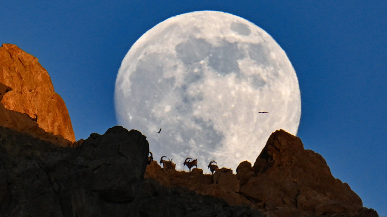 Van'ın Gürpınar ilçesinde görüntülendi