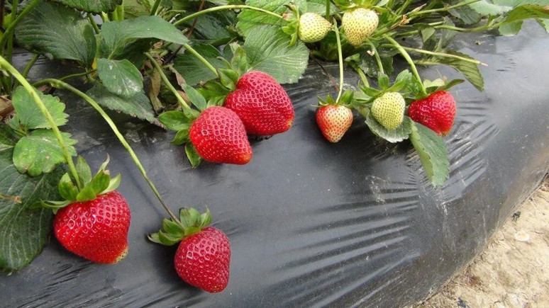 Mersin'den Rusya, Ukrayna ve Katar'a gönderiliyor: Kilosu 90 TL... - Resim : 1