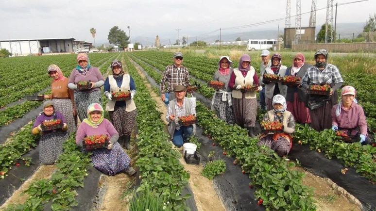 Mersin'den Rusya, Ukrayna ve Katar'a gönderiliyor: Kilosu 90 TL... - Resim : 2