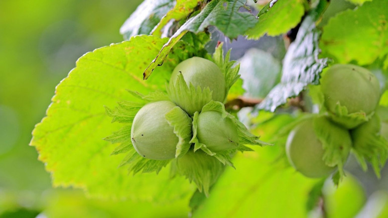 Günde bir avuç çiğ fındık yerseniz ne olur? İşte çiğ fındığın bilinmeyen yönleri! - Resim : 1
