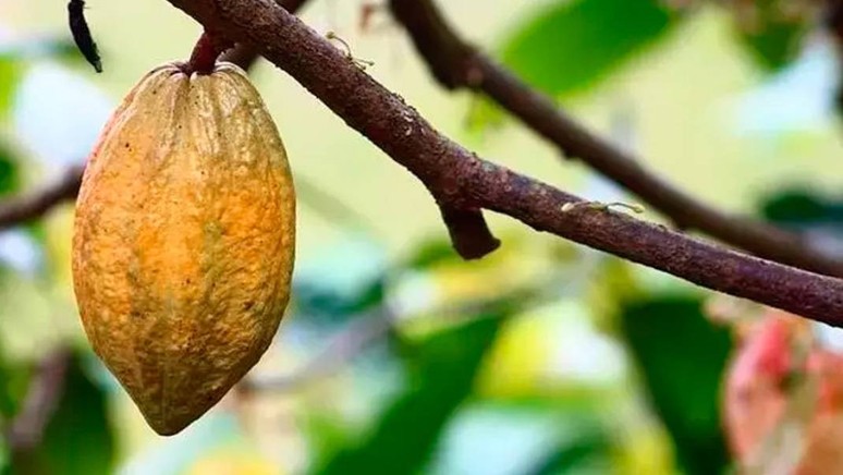 30 yaş gençleştiren besin bulundu! Araştırma sonuçları açıklandı - Resim : 1