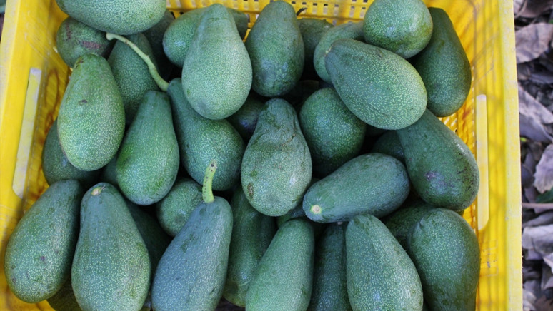 Tanesi 20 liradan satılıyor! Hatay'ın bereketli topraklarında üretiliyor - Resim : 1