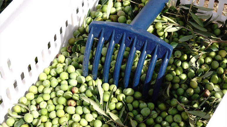 Türkiye'de en çok zeytin üreten şehirler