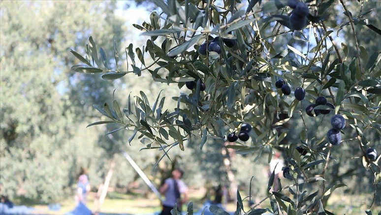 Zeytin üreticileri dikkat! Marmarabirlik ödemelerin yapılacağı tarihi açıkladı - Resim : 1