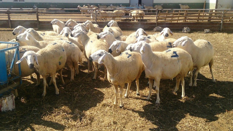 350 BAŞ HAYVAN AÇIK ARTIRMA USULÜYLE SATILACAK
