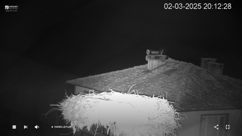 Bursa’nın sevgilisi Yaren Leylek döndü mü? İşte yuvasından son görüntüler! - Resim : 5