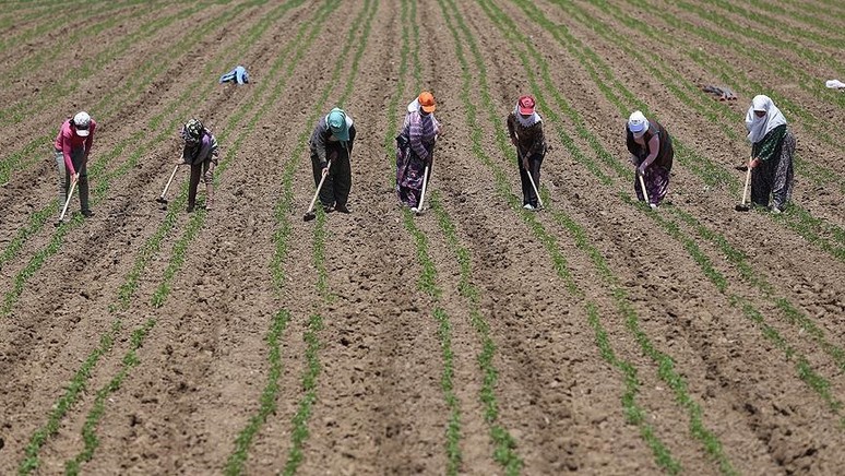 Tarım işçilerinin günlük ücreti 2024 yılında yüzde 84,2 arttı - Resim : 1