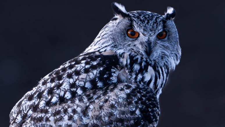 Nadir görülen puhu, Sivas'ta fotoğraflandı - Resim : 1