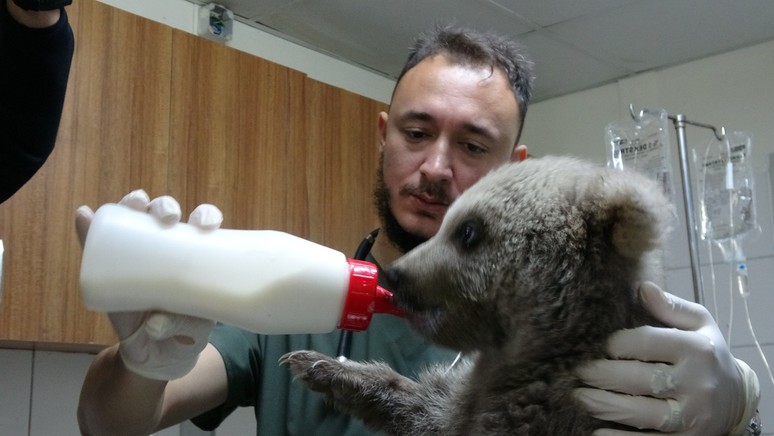 Ormanda bulunan yavru ayılar özel mamalarla besleniyor - Resim : 1