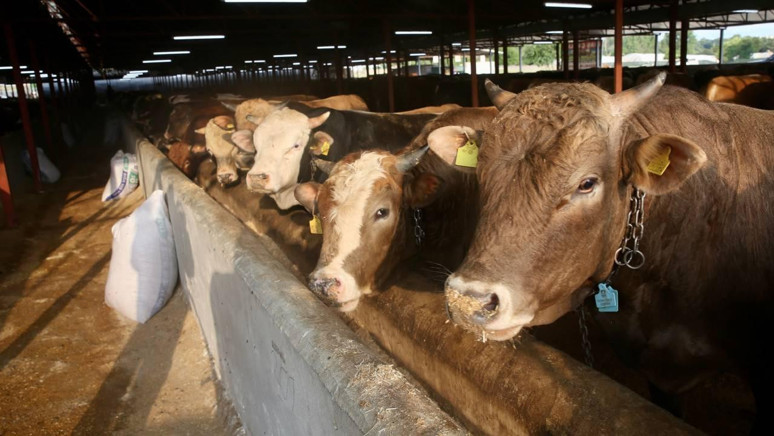 Yalova kurbanlık fiyatları 2025