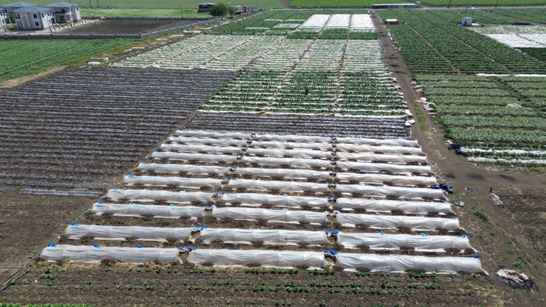 Hatay'da üretiliyor! Tarlada 15 TL, markette 30 TL'ye satılıyor - Resim : 3