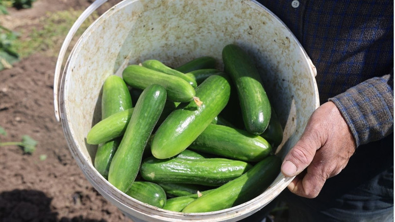 Hatay'da üretiliyor! Tarlada 15 TL, markette 30 TL'ye satılıyor - Resim : 2