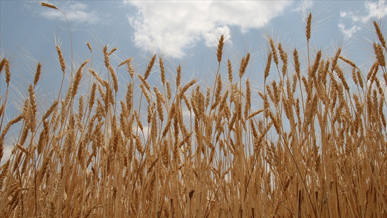 TMO duyurdu: 12 Mayıs'ta başlıyor - Resim : 1