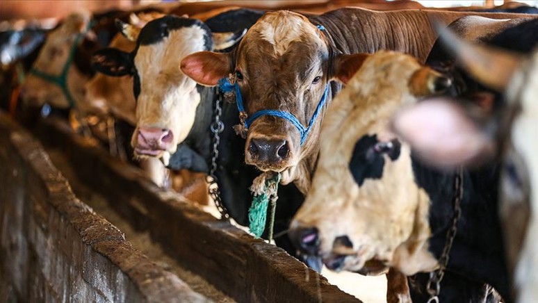 Adana’da kurbanlıkların kilogram fiyatı belirlendi - Resim : 1