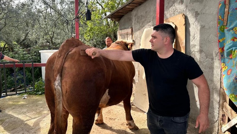 Bursa'nın en büyük kurbanlığı satışa çıktı - Resim : 1