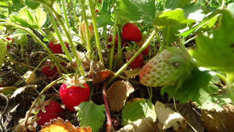 Malatya'da üretiliyor