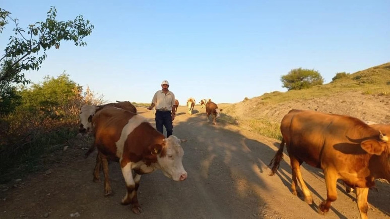 75-80 bin lira maaş, sınırsız internet! Çoban bulmakta zorlanılıyor - Resim : 1