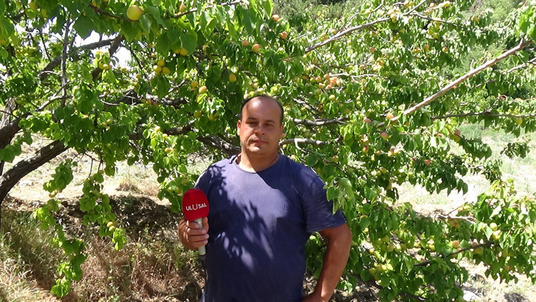Arsuzlu kayısı üreticilerinin yüzü gülüyor - Resim : 4