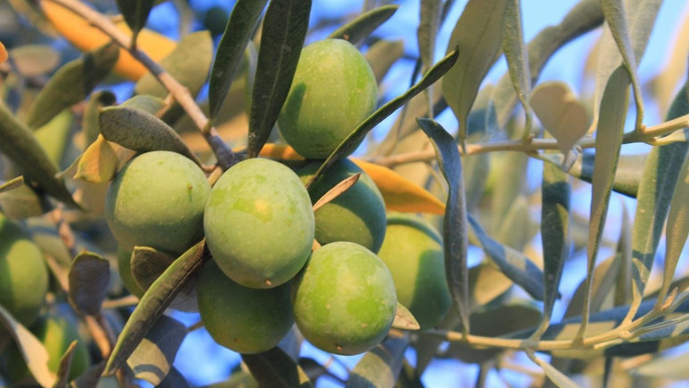 Zeytinyağı almak için son fırsat! ‘Yok yılı’ öncesi zeytinyağı fiyatları ne kadar? - Resim : 2