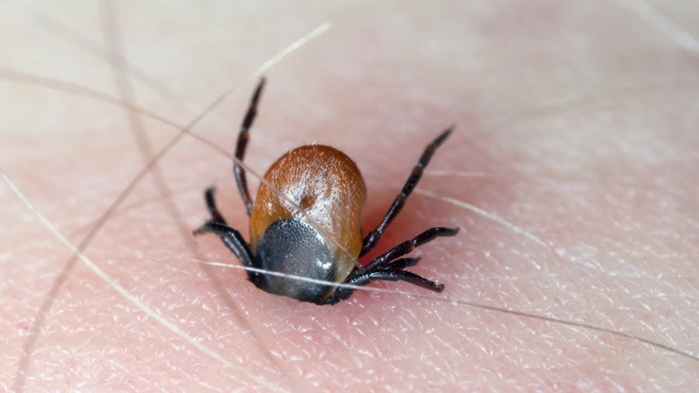 Sivas’ta kene kabusu sürüyor! Ölü sayısı 12'ye yükseldi - Resim : 1