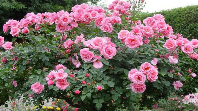 Isparta için bir ilke imza atıldı! 240 milyonluk teşvik başlıyor - Resim : 1